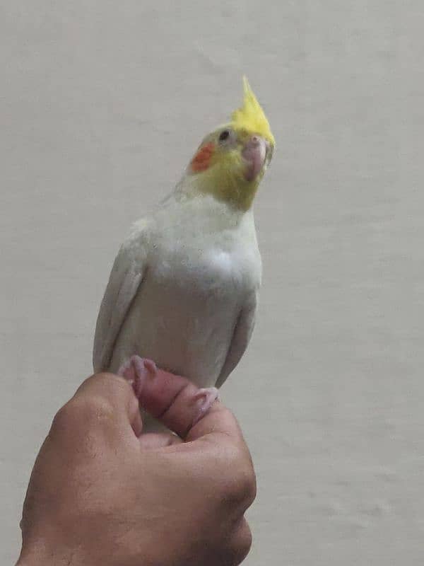 Fully Hand Tame Common White Red Eyes into Eno cockatiel 2