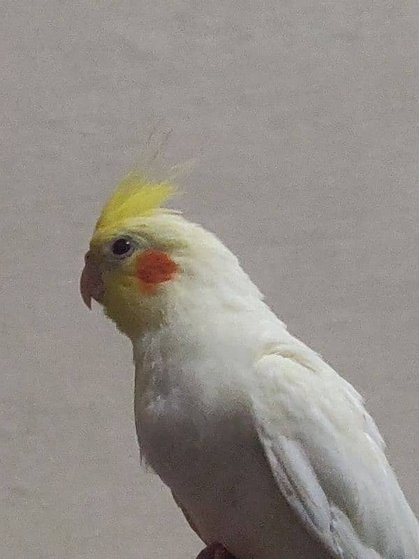 Fully Hand Tame Common White Red Eyes into Eno cockatiel 3