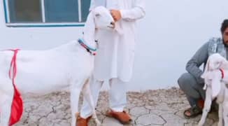 Rajanpuri Bakri Our 2 Bacchon Ka Sath For Sale Call me 03134947622