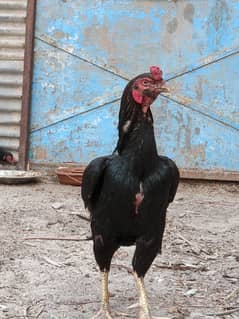 Muska lassin Aseel | Hens | Murga For Sale 0