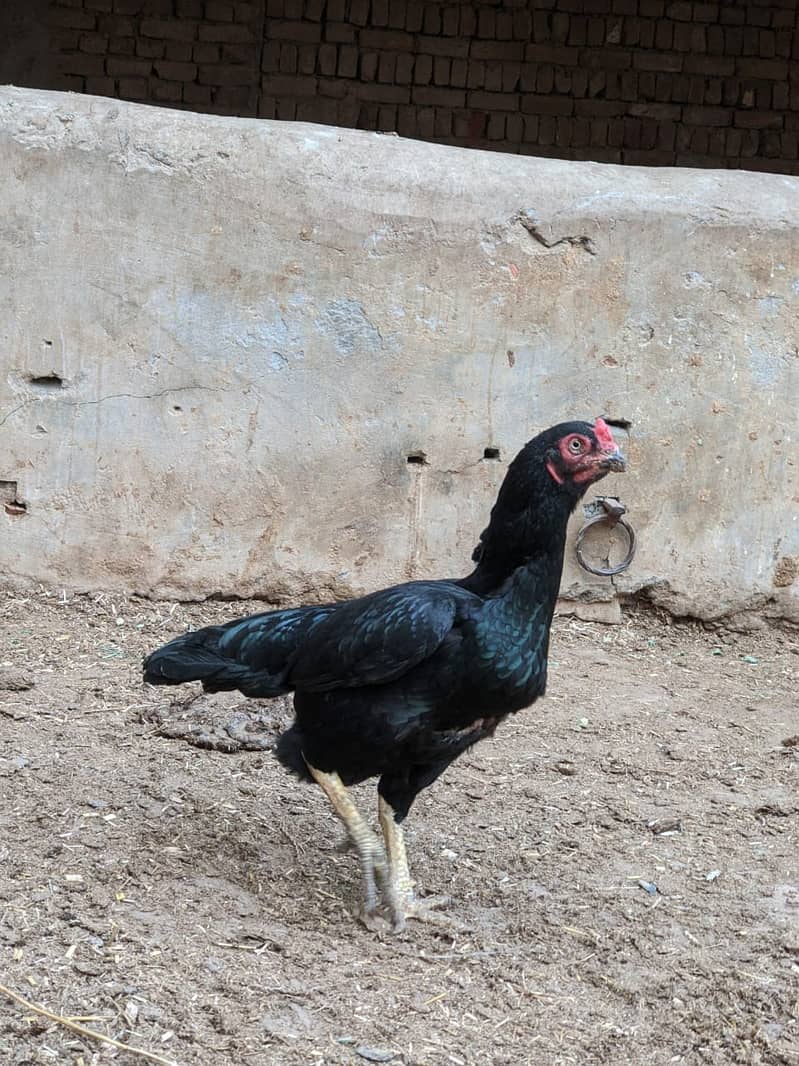 Muska lassin Aseel | Hens | Murga For Sale 1