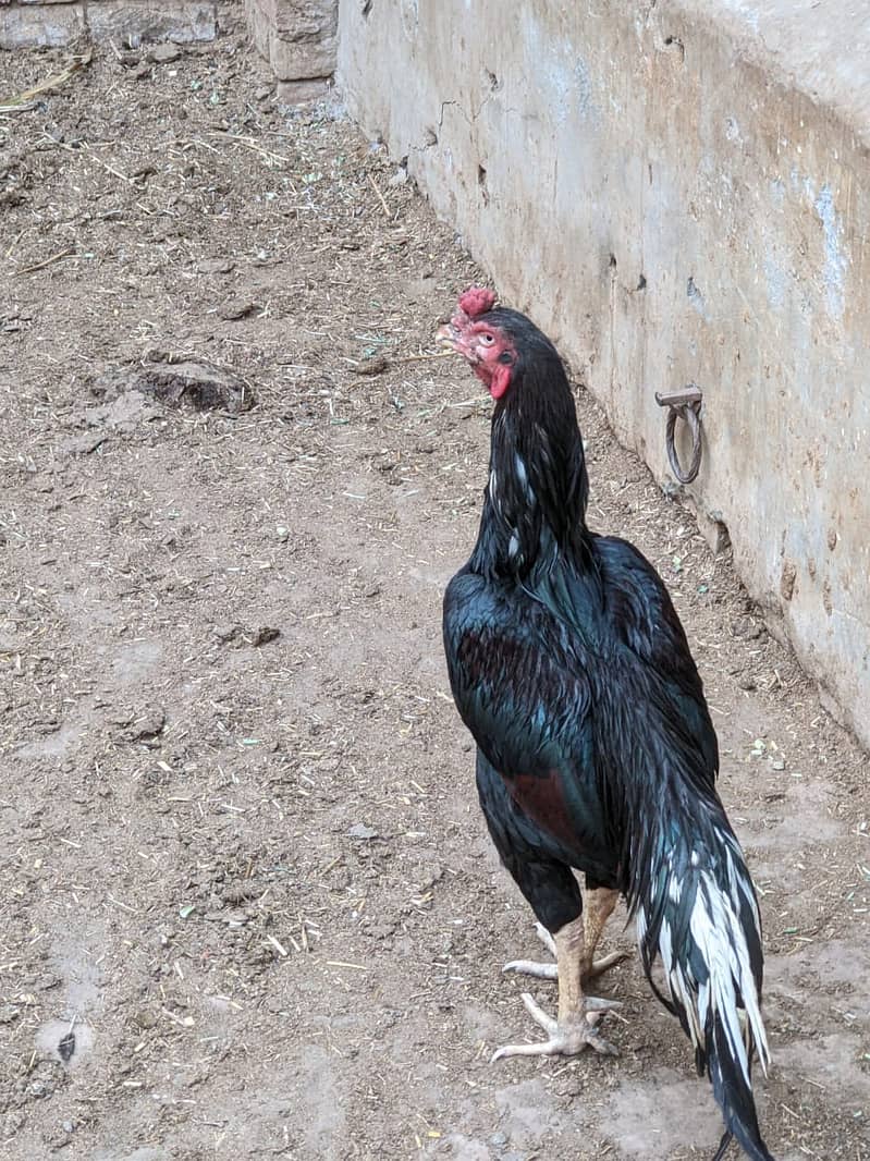 Muska lassin Aseel | Hens | Murga For Sale 2