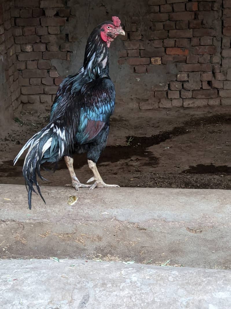 Muska lassin Aseel | Hens | Murga For Sale 3