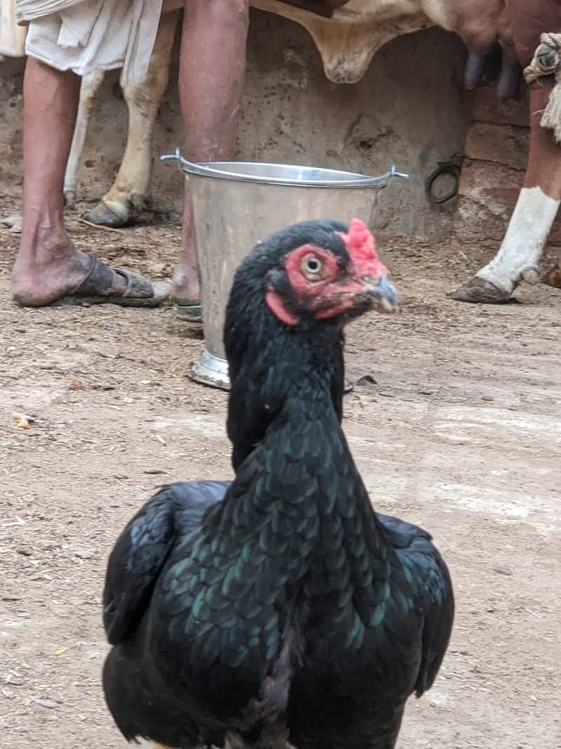 Muska lassin Aseel | Hens | Murga For Sale 4