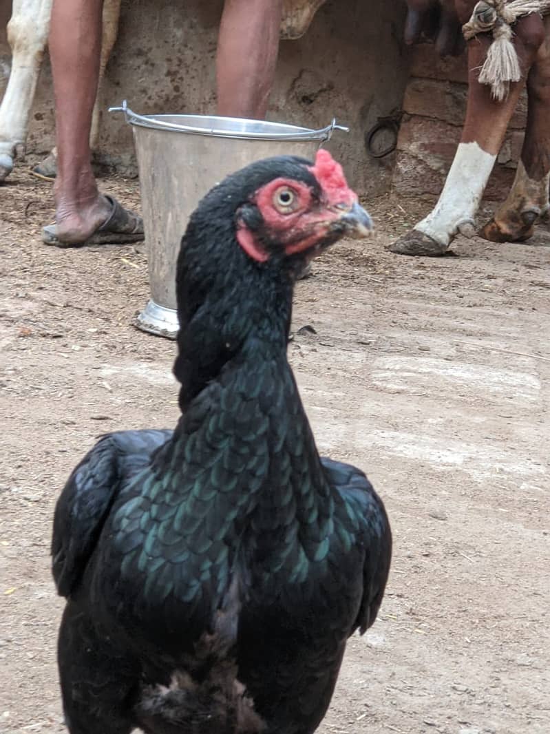 Muska lassin Aseel | Hens | Murga For Sale 5