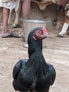 Muska lassin Aseel | Hens | Murgi For Sale