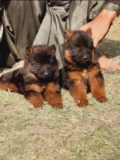 king German shepherd puppies