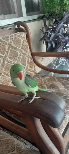 Raw Parrot for sale