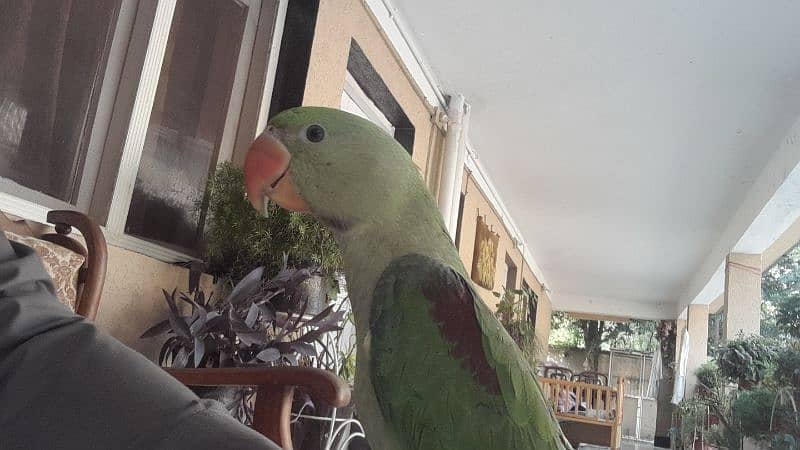 Raw Parrot for sale 1