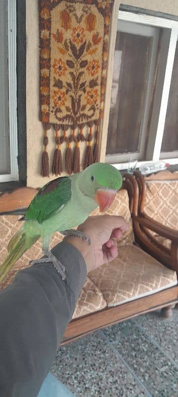 Raw Parrot for sale 2