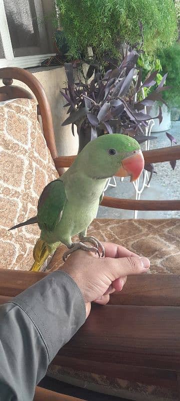 Raw Parrot for sale 3