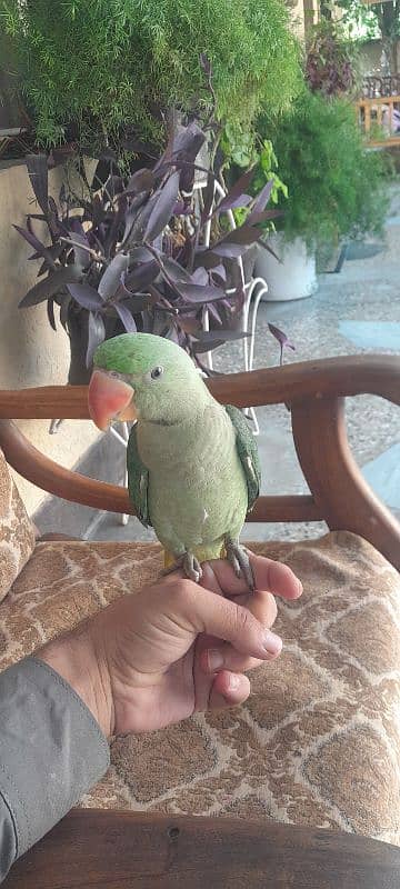 Raw Parrot for sale 5