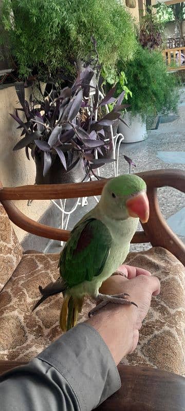 Raw Parrot for sale 6