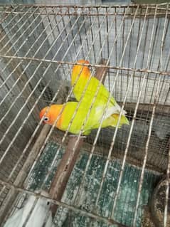 love bird breeder pair