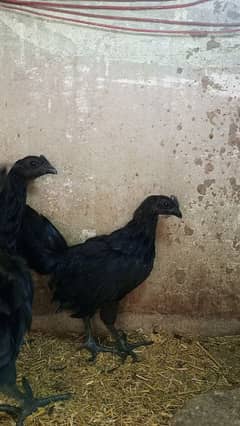 Ayam cemani gray tounge fancy hen chicks for sale