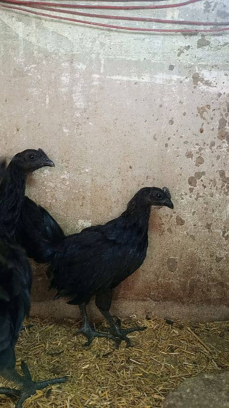 Ayam cemani gray tounge fancy hen chicks for sale 0