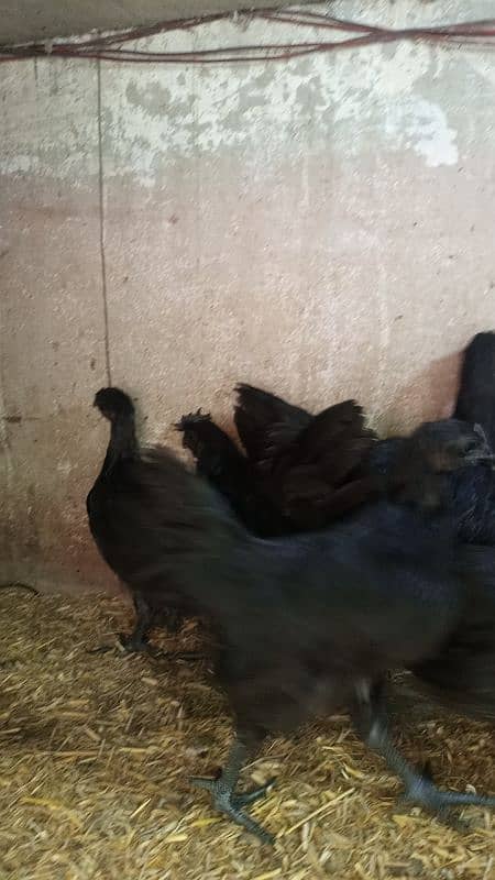 Ayam cemani gray tounge fancy hen chicks for sale 1