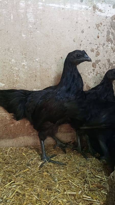 Ayam cemani gray tounge fancy hen chicks for sale 2