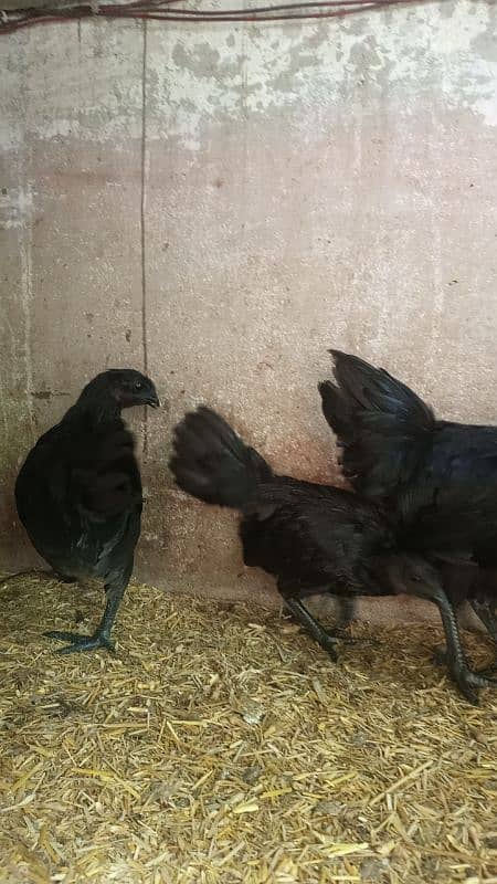 Ayam cemani gray tounge fancy hen chicks for sale 3