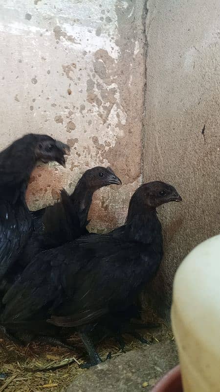 Ayam cemani gray tounge fancy hen chicks for sale 4