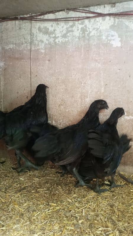 Ayam cemani gray tounge fancy hen chicks for sale 5