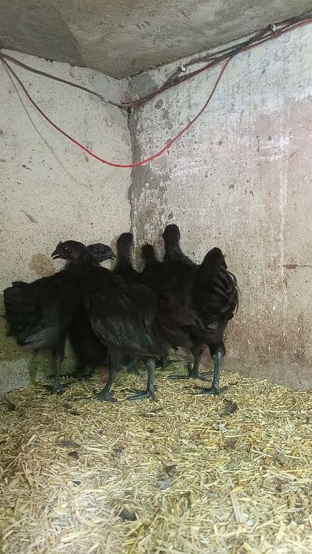 Ayam cemani gray tounge fancy hen chicks for sale 6