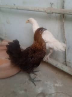 Desi Chicks Pair For Sale