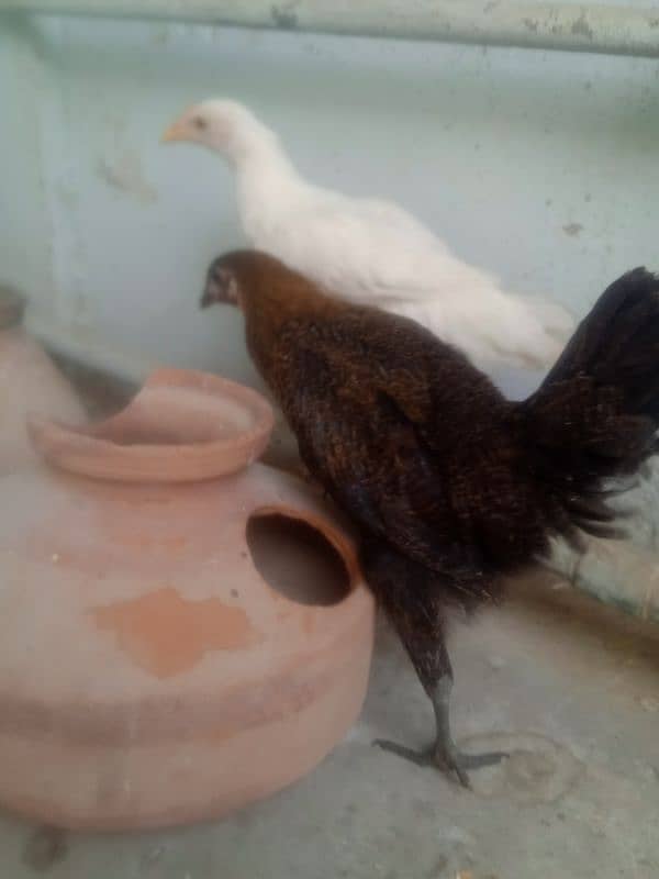 Desi Chicks Pair For Sale 9