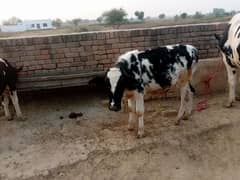 cow sath wacha ha