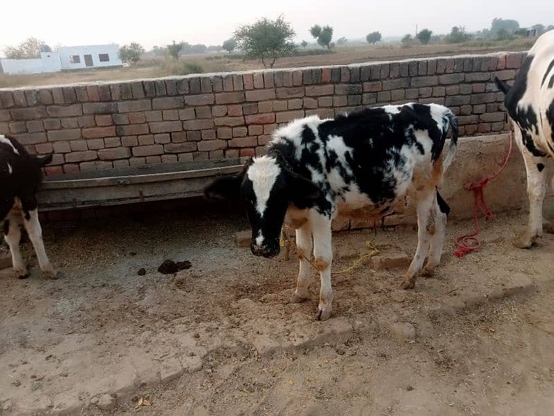 cow sath wacha ha 0