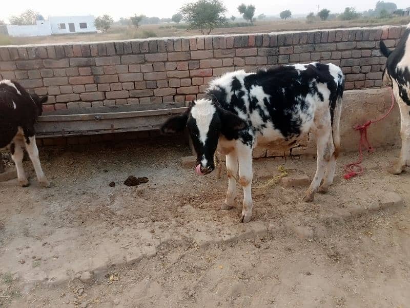 cow sath wacha ha 1