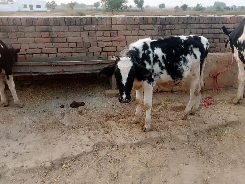 cow sath wacha ha 2