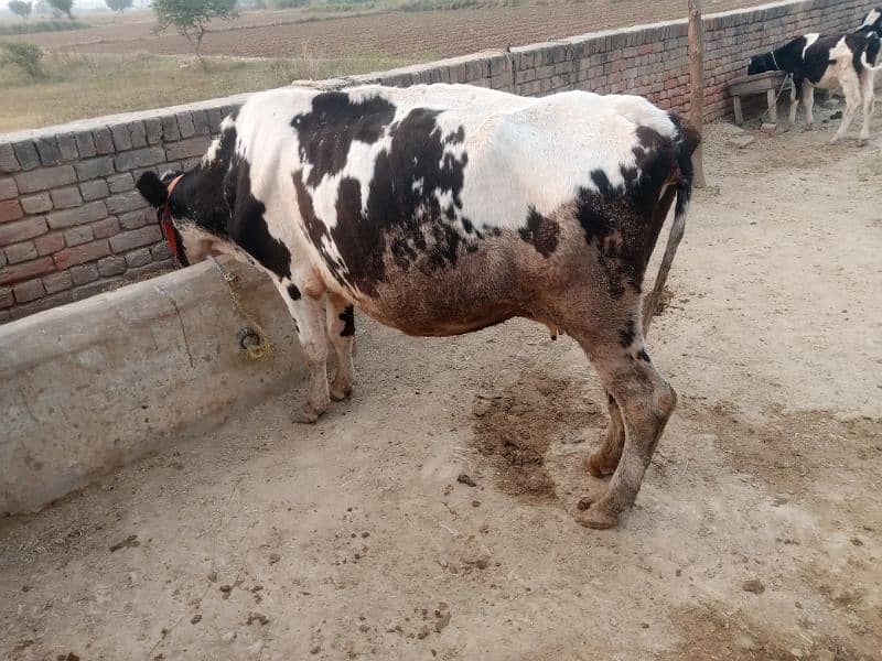 cow sath wacha ha 4