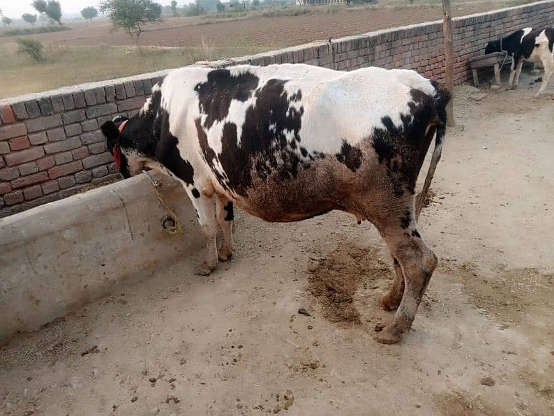 cow sath wacha ha 5