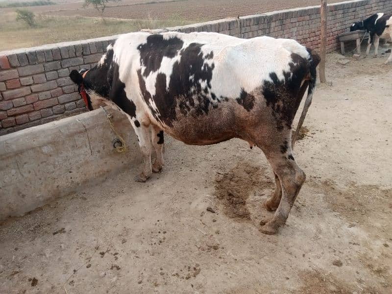 cow sath wacha ha 6