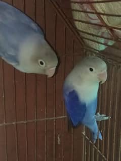 love birds