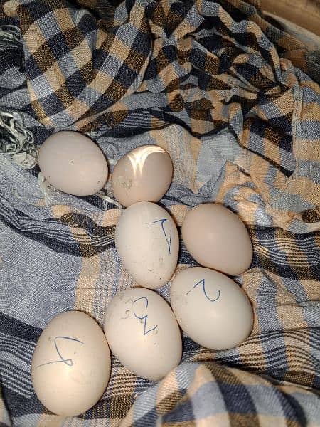 pure mianwali eggs 0