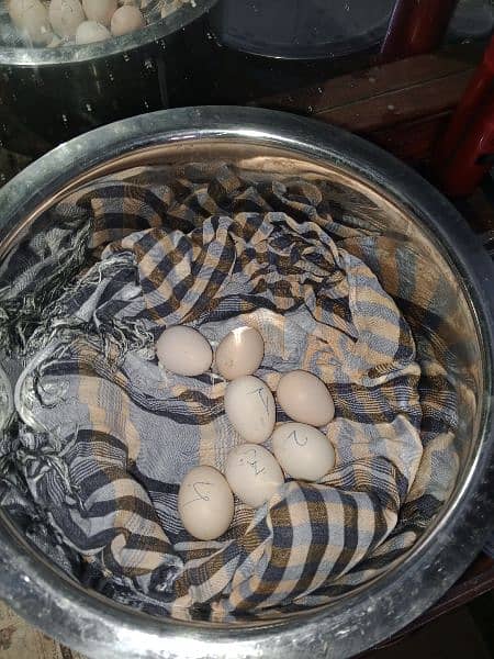 pure mianwali eggs 1