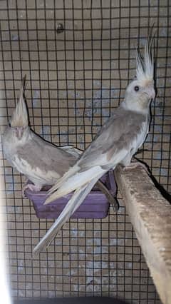 Cockatiel For Sell