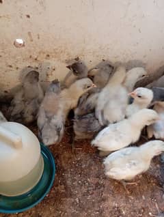 Austrolorp Heritage | Australorp Chicks | Desi | Hens |Chicks for sale