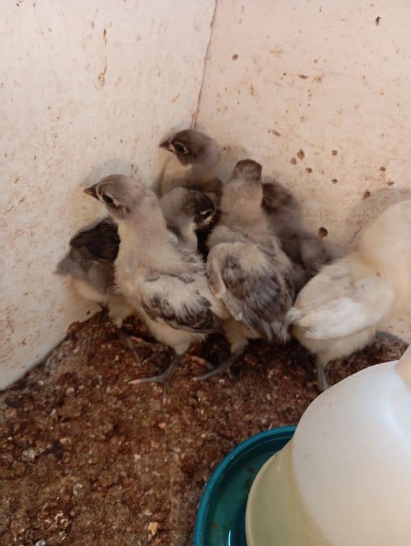 Austrolorp Heritage | Australorp Chicks | Egg | Hens |Chicks for sale 6