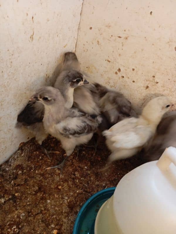 Austrolorp Heritage | Australorp Chicks | Egg | Hens |Chicks for sale 7