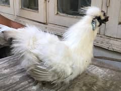 White pure silki hens / fancy hen / silky hen /egg laying