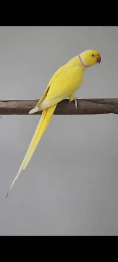 YELLOW RINGNECK  PAIR FOR SALE. 0