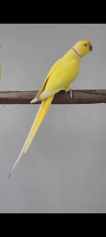 YELLOW RINGNECK  PAIR FOR SALE. 2