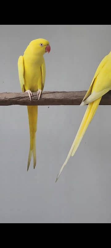 YELLOW RINGNECK  PAIR FOR SALE. 3