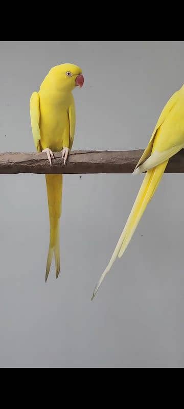 YELLOW RINGNECK  PAIR FOR SALE. 4