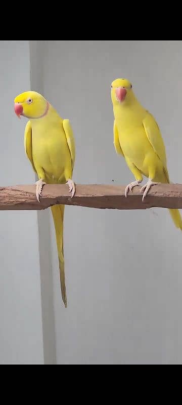 YELLOW RINGNECK  PAIR FOR SALE. 6