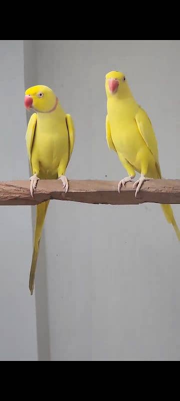 YELLOW RINGNECK  PAIR FOR SALE. 7