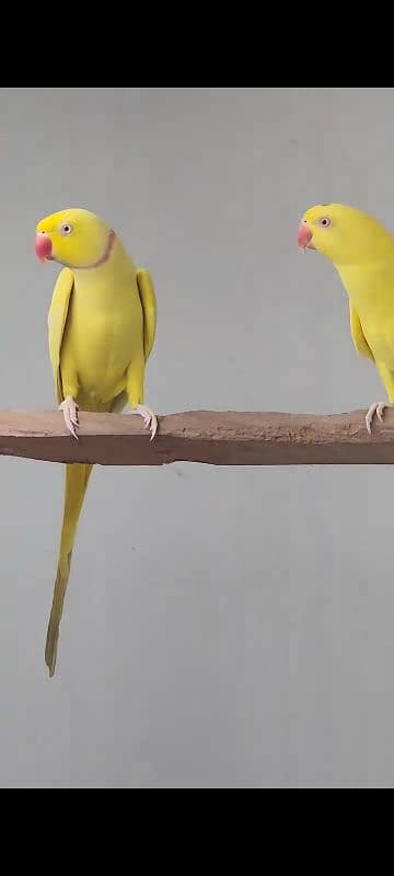 YELLOW RINGNECK  PAIR FOR SALE. 9